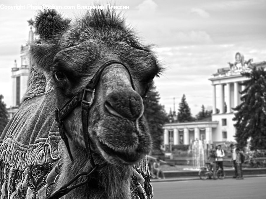 Alpaca, Animal, Llama, Wool, Bench, Head, Portrait