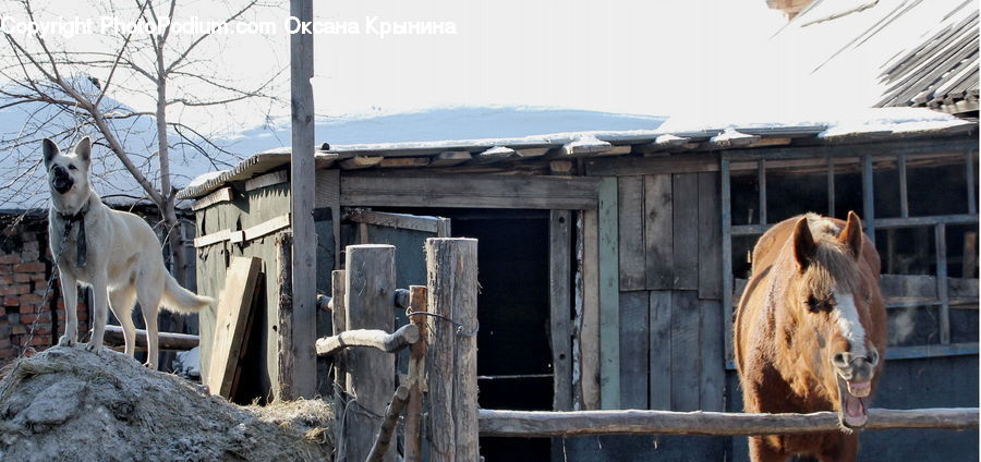 Animal, Horse, Mammal, Outhouse, Shack, Fence, Cabin