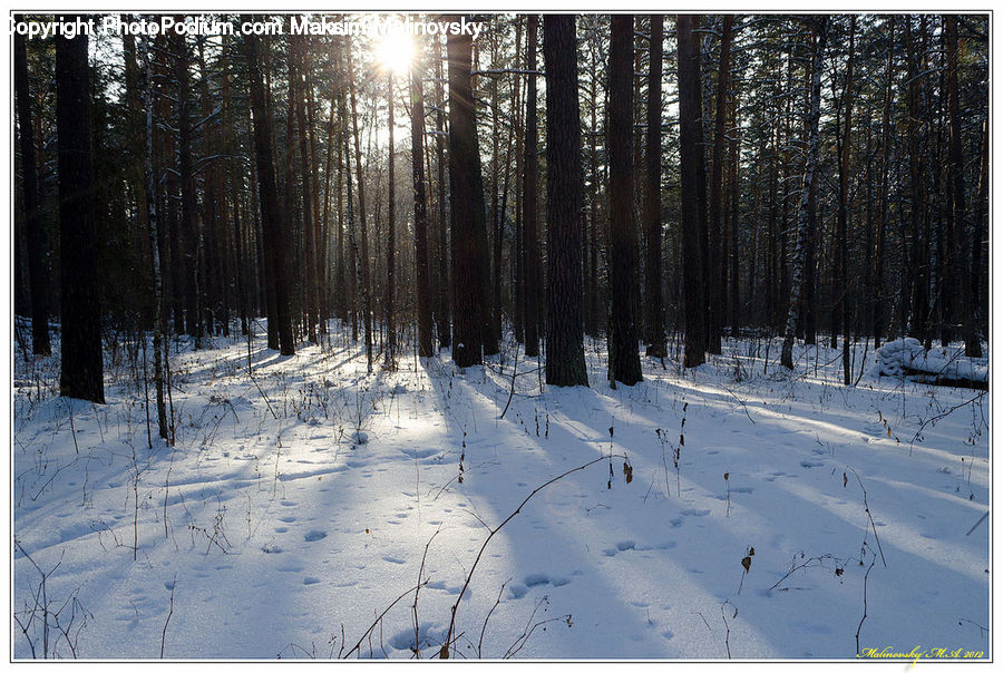 Forest, Vegetation, Conifer, Fir, Plant, Tree, Birch