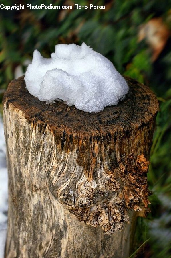 Tree Stump, Agaric, Amanita, Fungus, Mushroom, Plant, Blossom