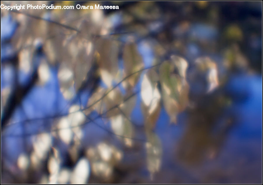 Blossom, Cherry Blossom, Flower, Flora, Plant
