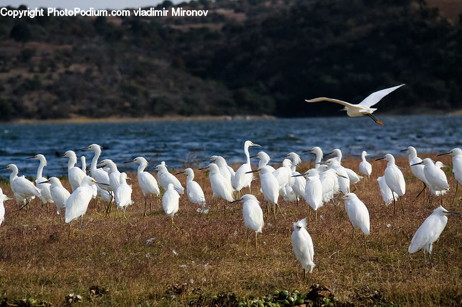 Bird, Seagull, Swan, Waterfowl, Crane Bird, Heron, Ardeidae