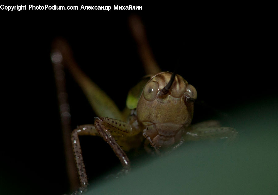 Amphibian, Wildlife, Cricket Insect, Grasshopper, Insect, Invertebrate, Frog