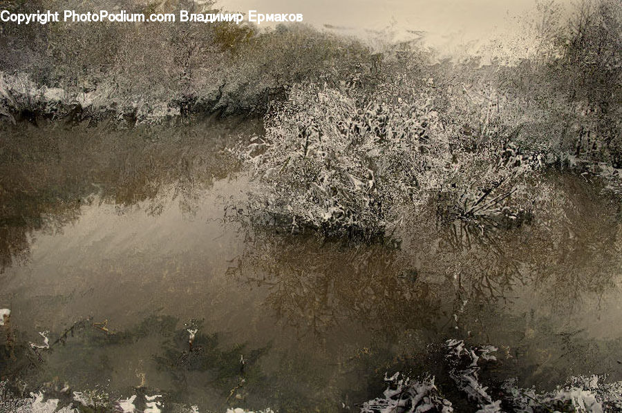 Land, Marsh, Pond, Swamp, Water, Field, Grass