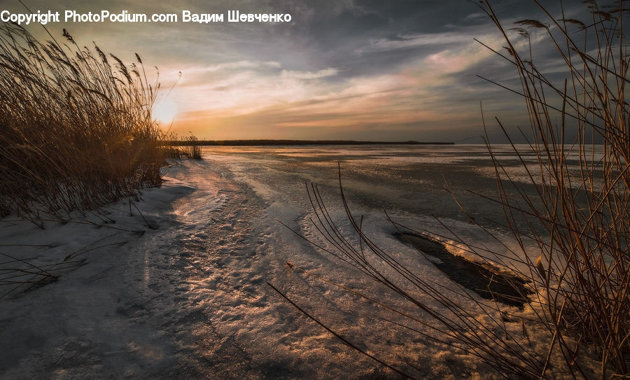 Dirt Road, Gravel, Road, Grass, Plant, Reed, Mud