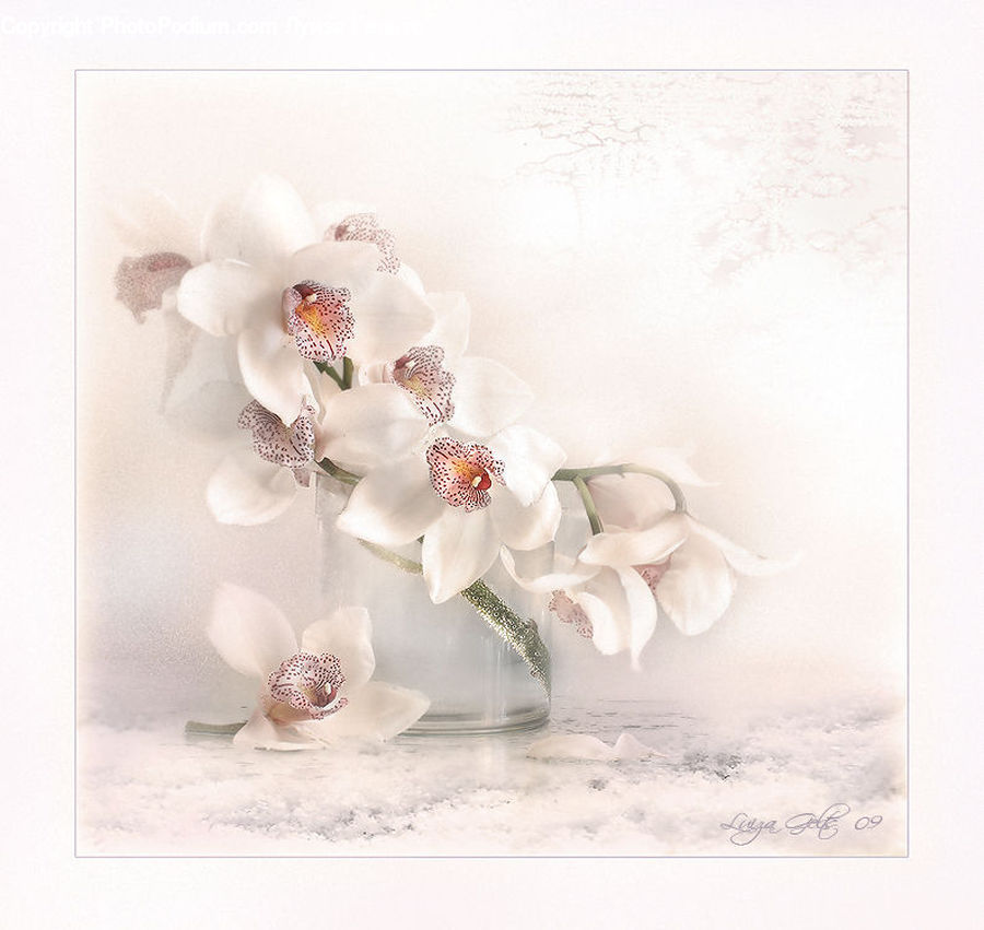 Accessories, Art, Porcelain, Pottery, Blossom, Flora, Flower