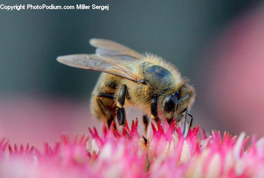 Bee, Insect, Invertebrate, Andrena, Apidae, Bumblebee, Honey Bee