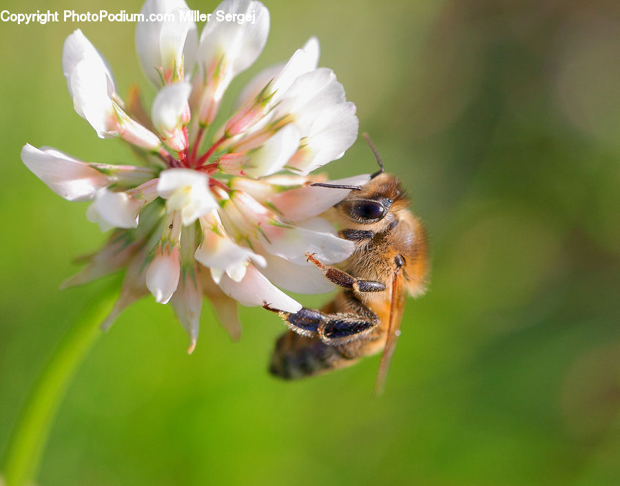 Bee, Insect, Invertebrate, Bumblebee, Honey Bee, Bird, Dove