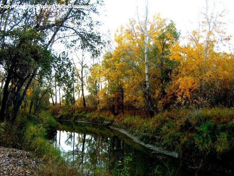 Forest, Jungle, Grove, Land, Birch, Tree, Wood