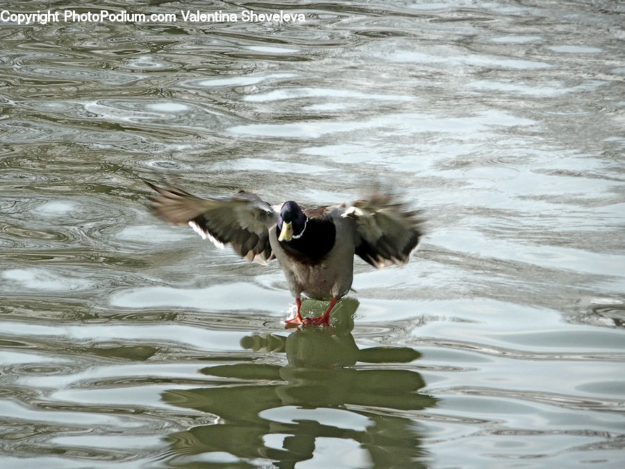 Bird, Duck, Mallard, Waterfowl, Teal, Goose, Beak