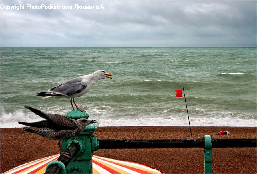 Bird, Seagull, Beach, Coast, Outdoors, Sea, Water