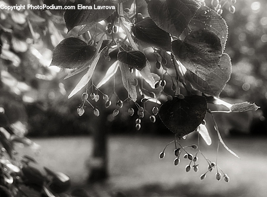 Flora, Pollen, Plant, Potted Plant, Blossom, Flower, Petal