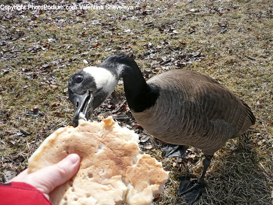 Bird, Goose, Waterfowl, Beak, Booby