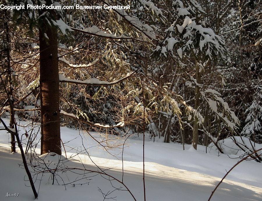 Ice, Outdoors, Snow, Forest, Vegetation, Plant, Tree