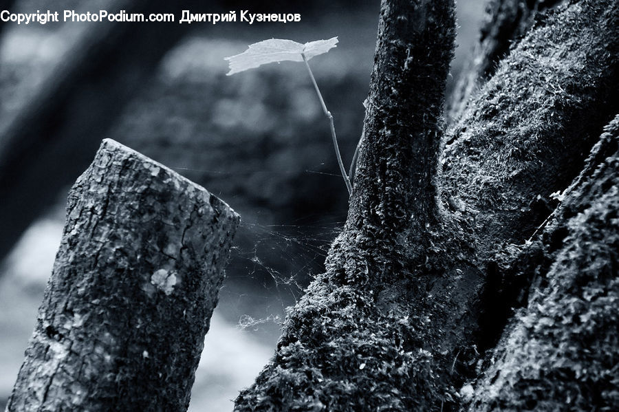 Frost, Ice, Outdoors, Snow
