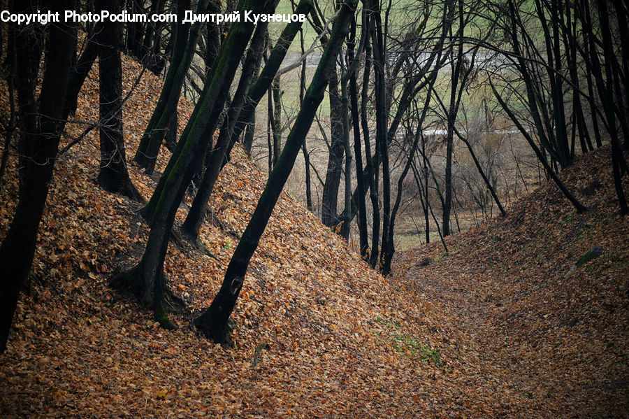 Bench, Dirt Road, Gravel, Road, Forest, Vegetation, Grove