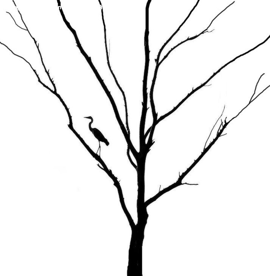 Silhouette, Plant, Tree, Blossom, Flora, Flower, Oak