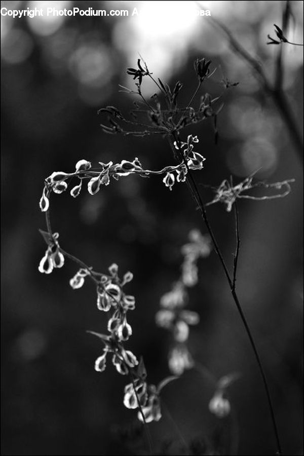 Blossom, Flora, Flower, Plant, Conifer, Fir, Tree