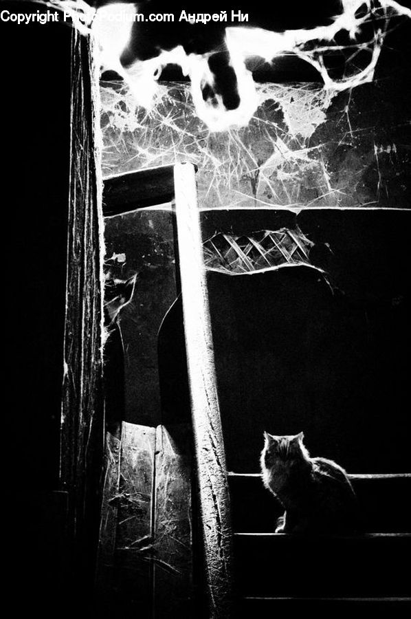 X-Ray, Animal, Adorable, Collage, Poster