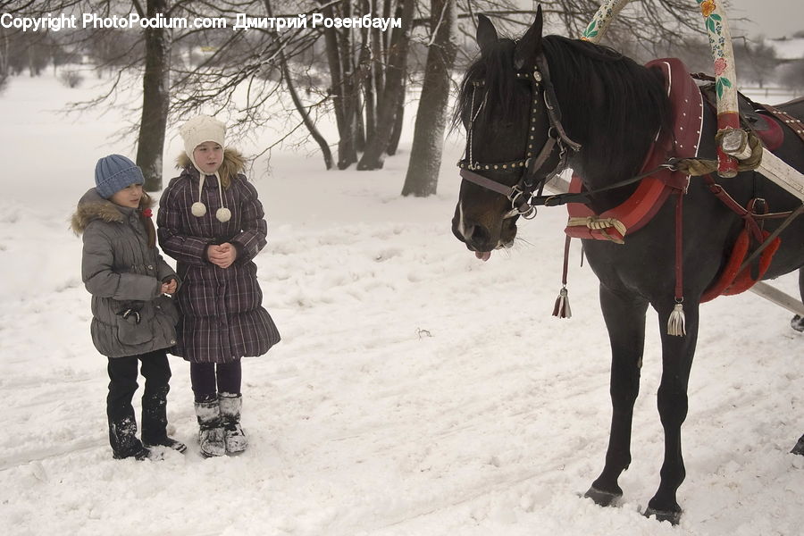People, Person, Human, Animal, Horse, Mammal, Clothing