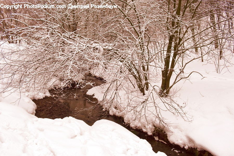 Ice, Outdoors, Snow, Birch, Tree, Wood, Plant