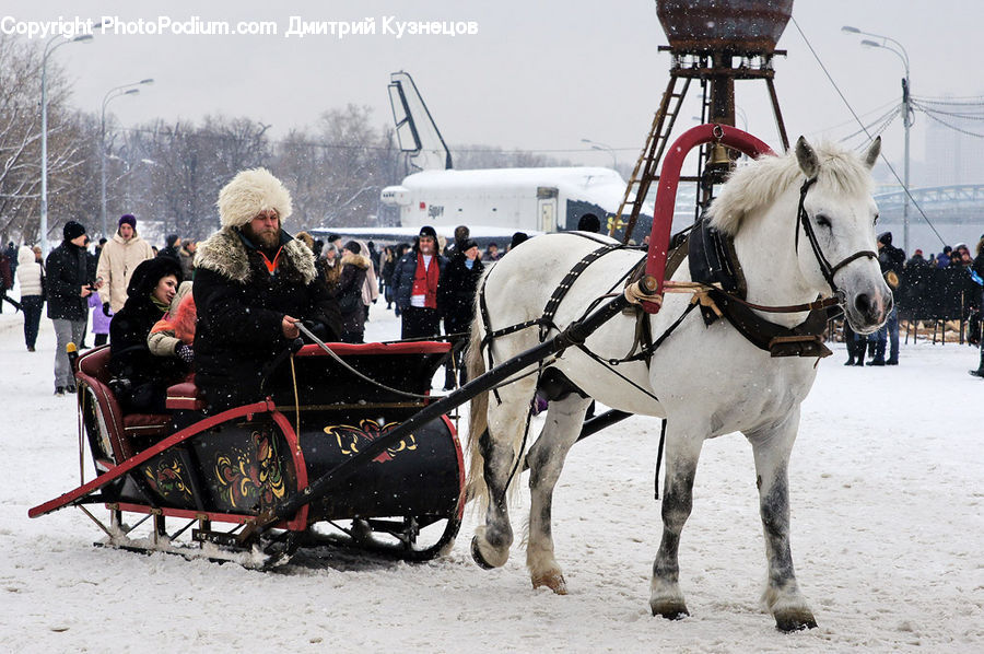 Animal, Horse, Mammal, People, Person, Human, Sled