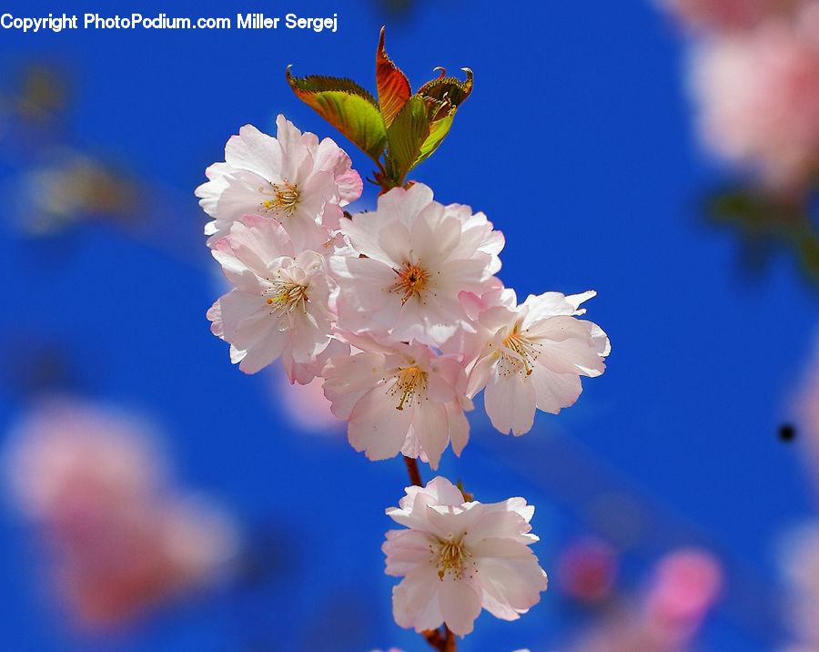 Blossom, Flora, Flower, Plant, Cherry Blossom, Petal, Anther