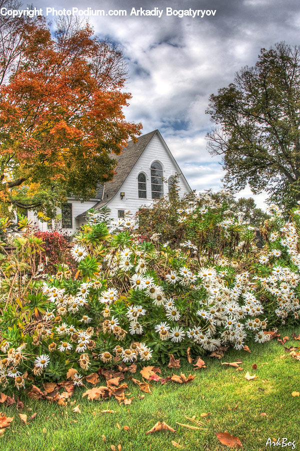 Building, Cottage, Housing, Flora, Flower, Plant, Treasure Flower