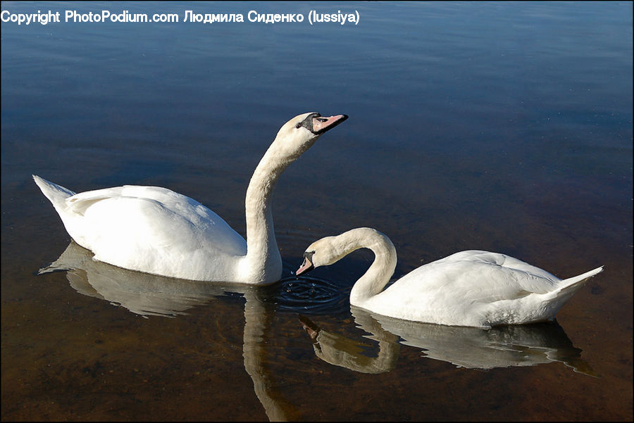Bird, Swan, Waterfowl, Goose, Beak, Water