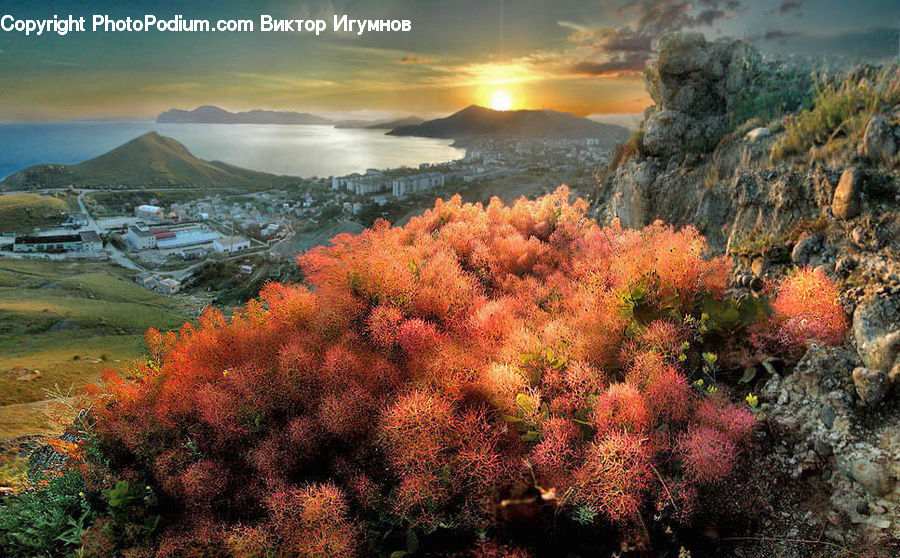 Bush, Plant, Vegetation, Conifer, Fir, Tree, Dawn