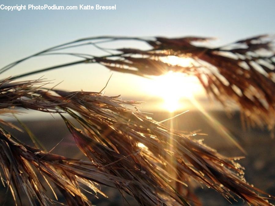 Field, Grass, Grassland, Plant, Grain, Wheat, Flare
