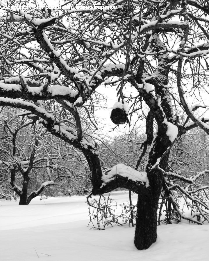 Plant, Tree, Ice, Outdoors, Snow, Bald Eagle, Bird