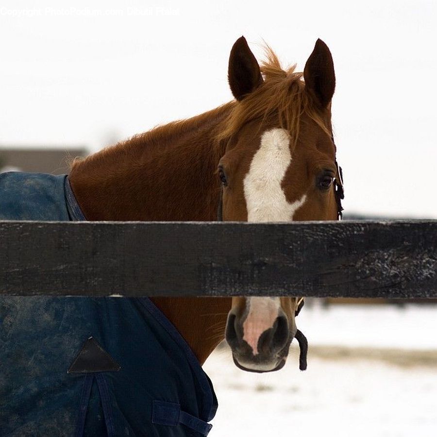 Animal, Colt Horse, Foal, Horse, Mammal, Stallion, Hat