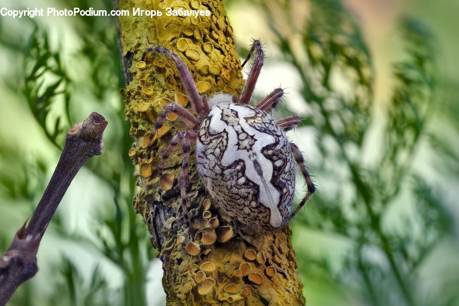 Arachnid, Garden Spider, Insect, Invertebrate, Spider, Butterfly, Bird