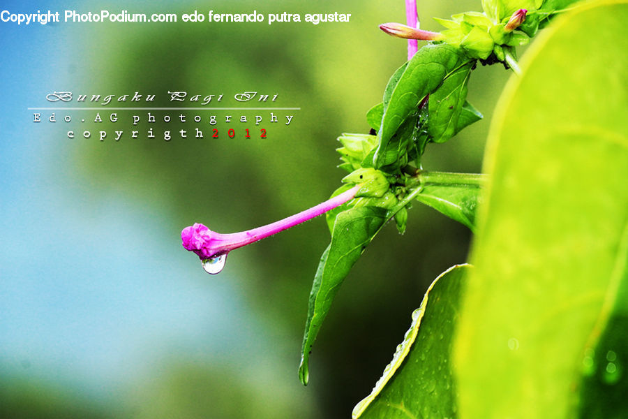 Blossom, Flora, Flower, Geranium, Plant, Cricket Insect, Grasshopper