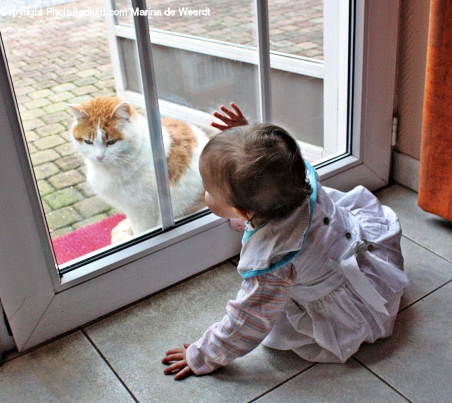 Animal, Adorable, Cat, Kitten, Mammal, Pet