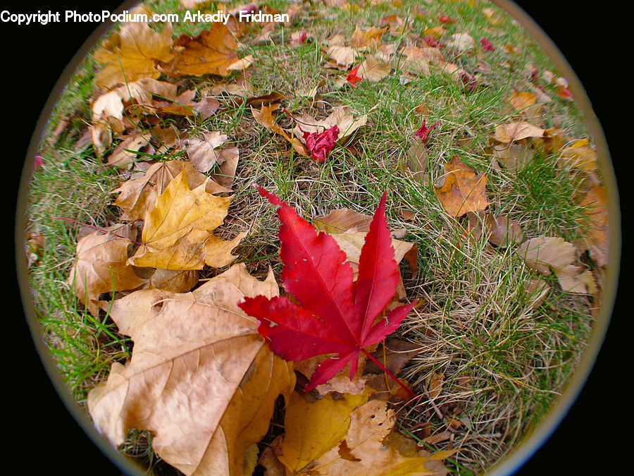 Food, Nachos, Maple, Maple Leaf, Plant, Blossom, Flora