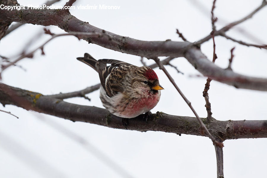 Bird, Finch, Sparrow, Flicker Bird, Woodpecker, Accipiter, Bishop