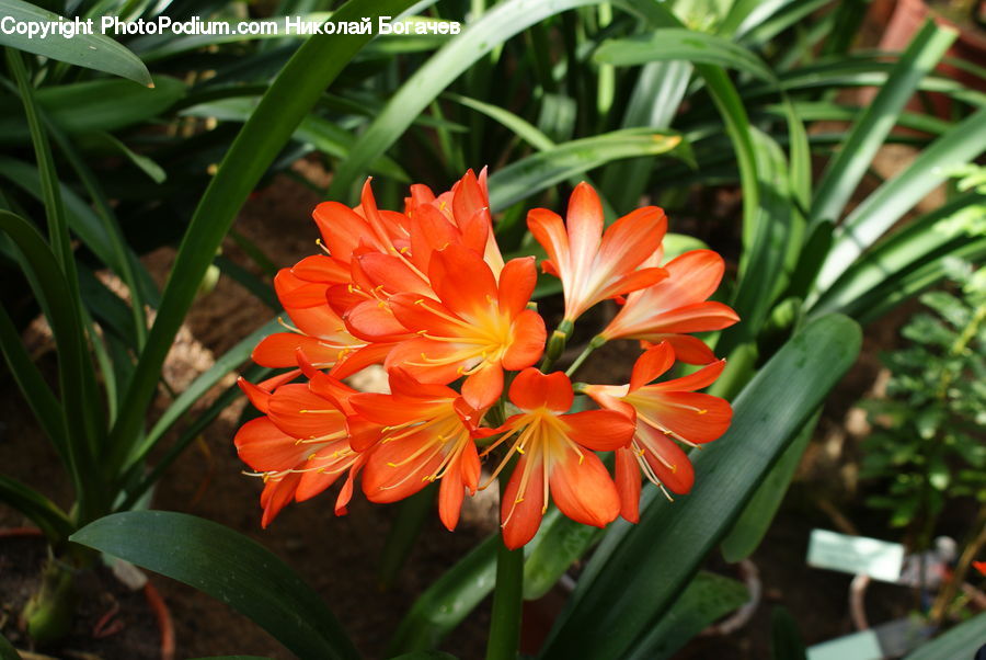 Plant, Potted Plant, Flora, Flower, Gladiolus, Blossom, Lily