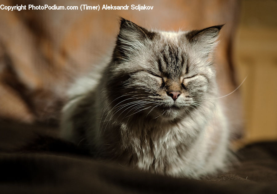 Animal, Cat, Kitten, Mammal, Pet, Manx