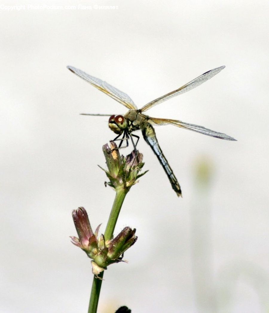 Anisoptera, Dragonfly, Insect, Invertebrate, Allium, Blossom, Flora