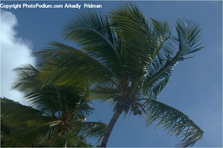 Palm Tree, Plant, Tree, Conifer, Fir, Potted Plant, Spruce