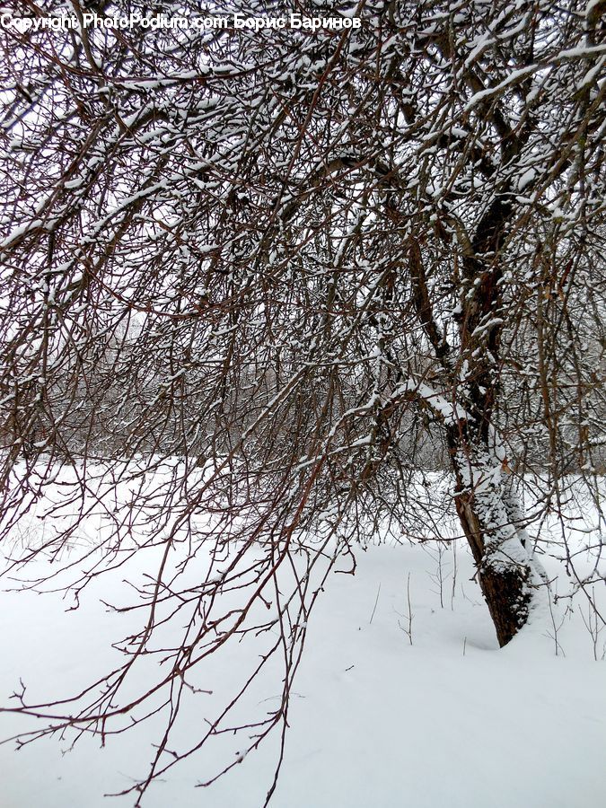 Ice, Outdoors, Snow, Plant, Tree, Oak, Wood