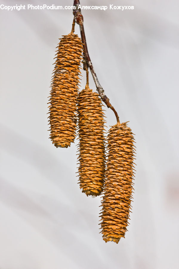 Gold, Conifer, Fir, Plant, Tree, Blossom, Flora