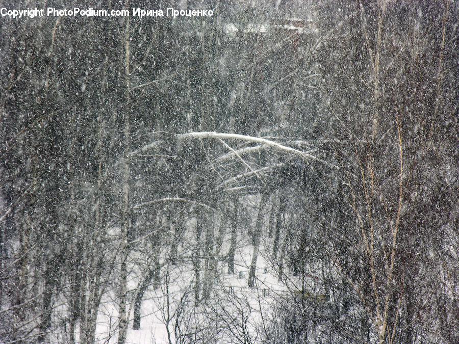 Blizzard, Outdoors, Snow, Weather, Winter, Birch, Tree