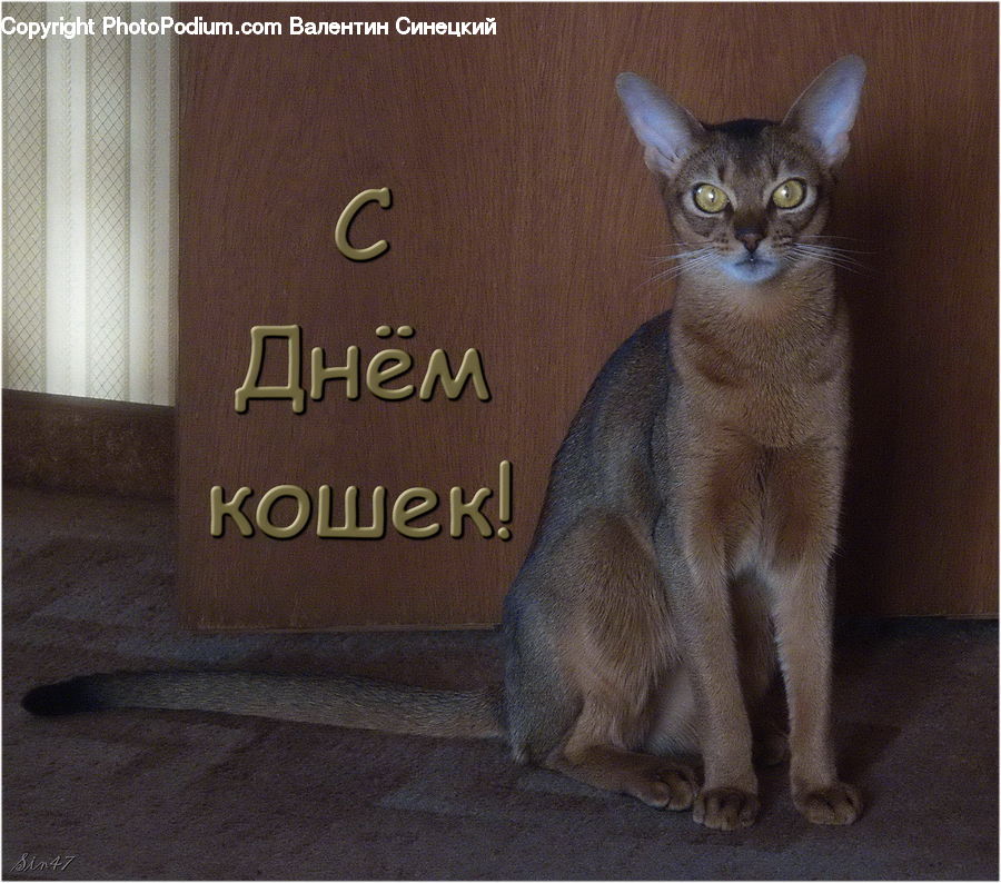 Abyssinian, Animal, Cat, Mammal, Pet, Word, Siamese