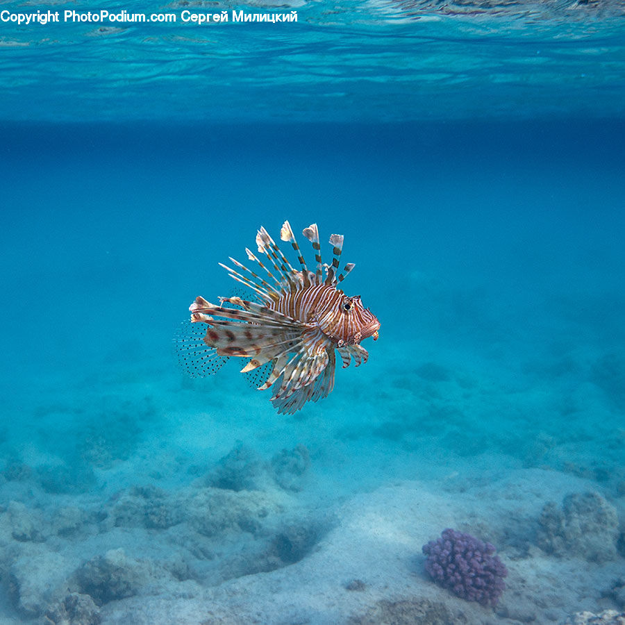 Coral Reef, Outdoors, Reef, Sea, Sea Life, Water, Fish
