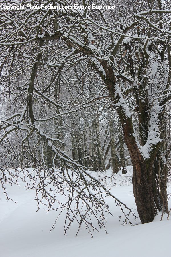 Ice, Outdoors, Snow, Plant, Tree, Oak, Wood