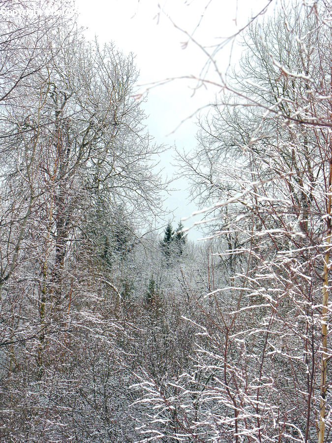 Blizzard, Outdoors, Snow, Weather, Winter, Landscape, Nature