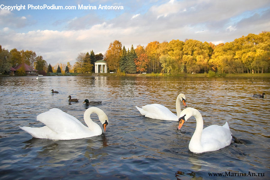 Bird, Swan, Waterfowl, People, Person, Human, Goose